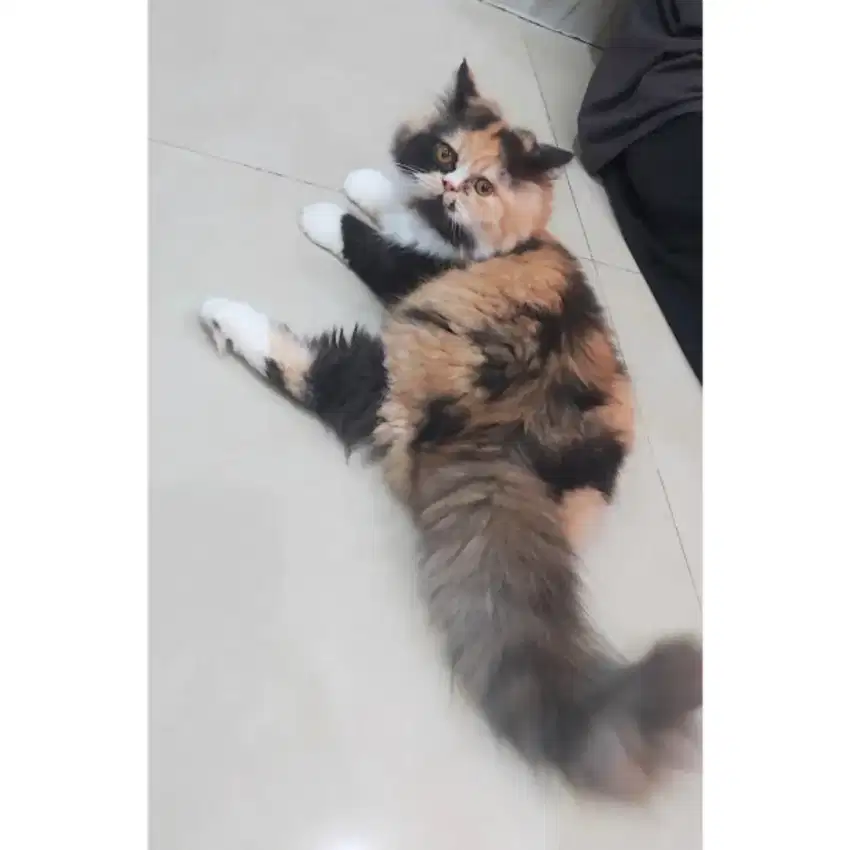 Kucing Persia mix, betina