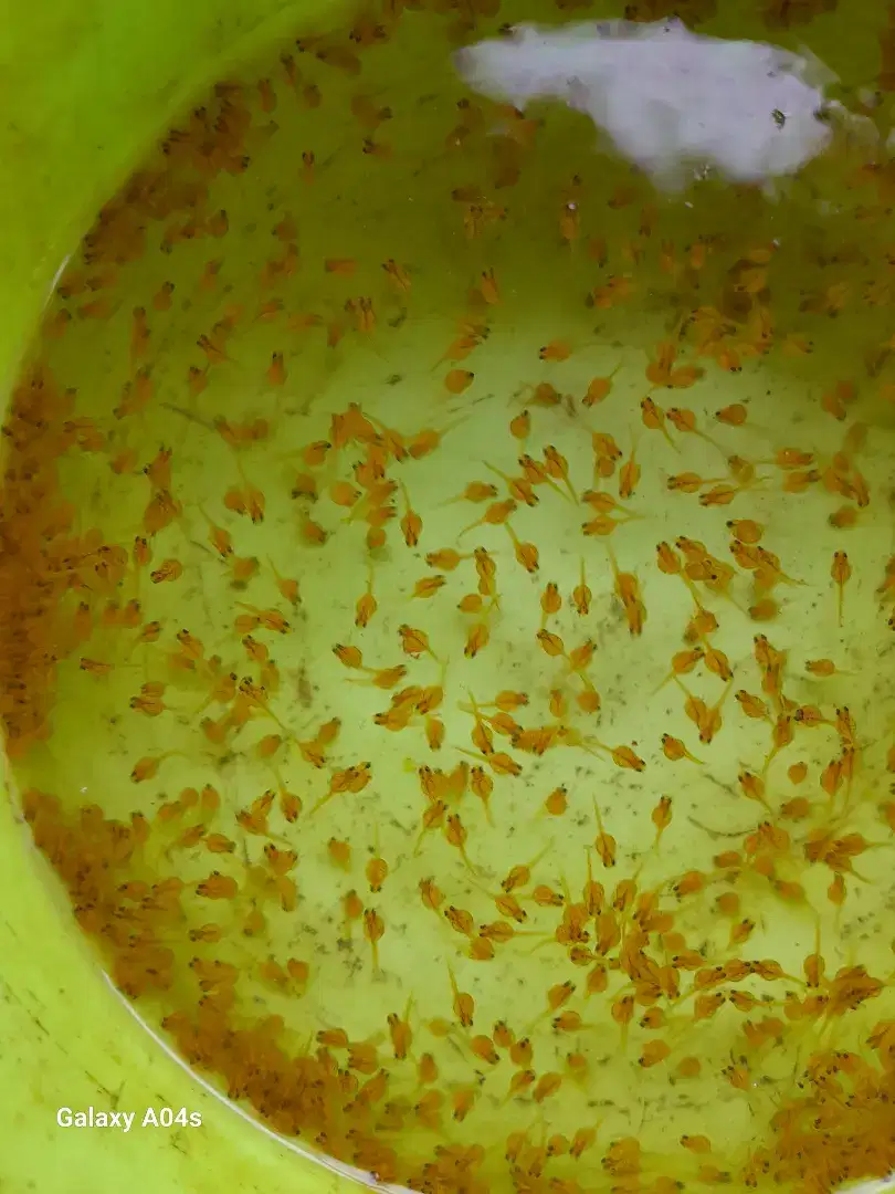 LARVA IKAN GURAME SOANG