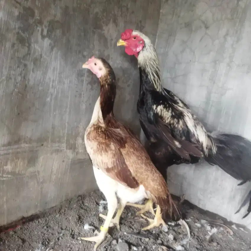 Ayam indiogigante sepasang umur 11 bln murah