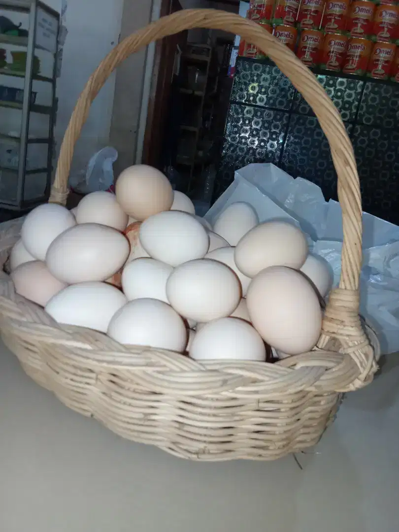 Telur ayam kampung aceh