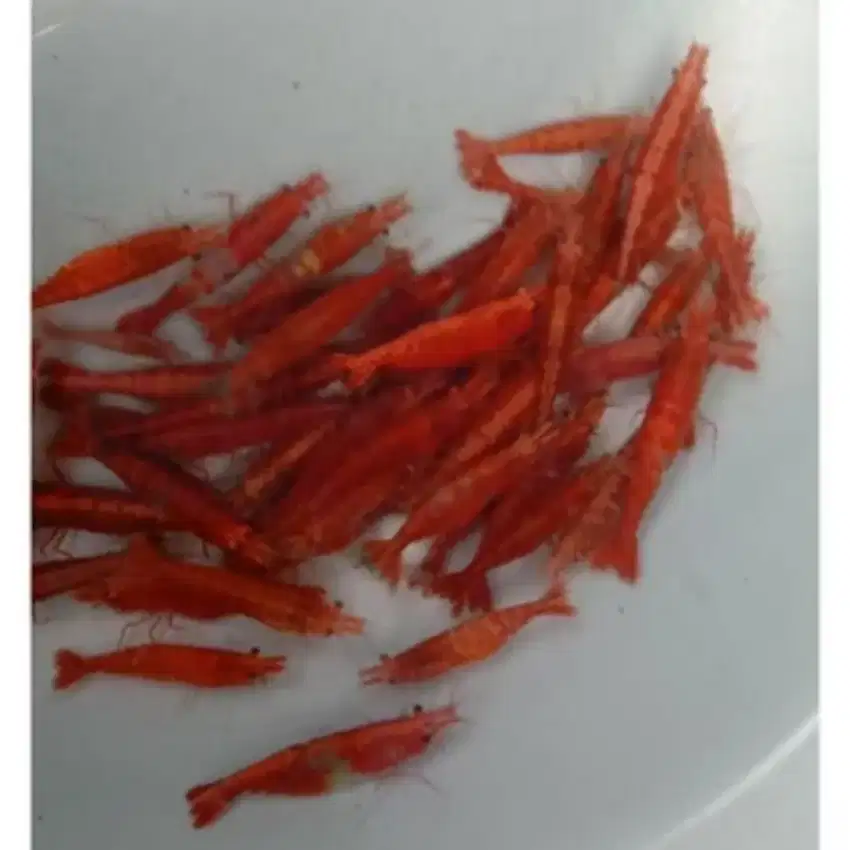 Udang red cherry aquascape