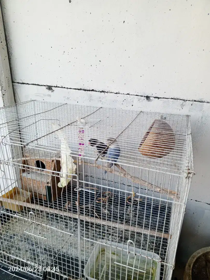 Jual  Lovebird gacorr dorr