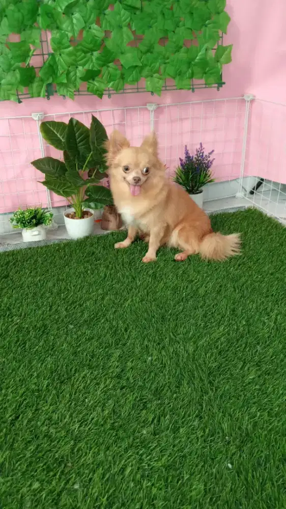 For sale indukan Chihuahua Long Coat betina