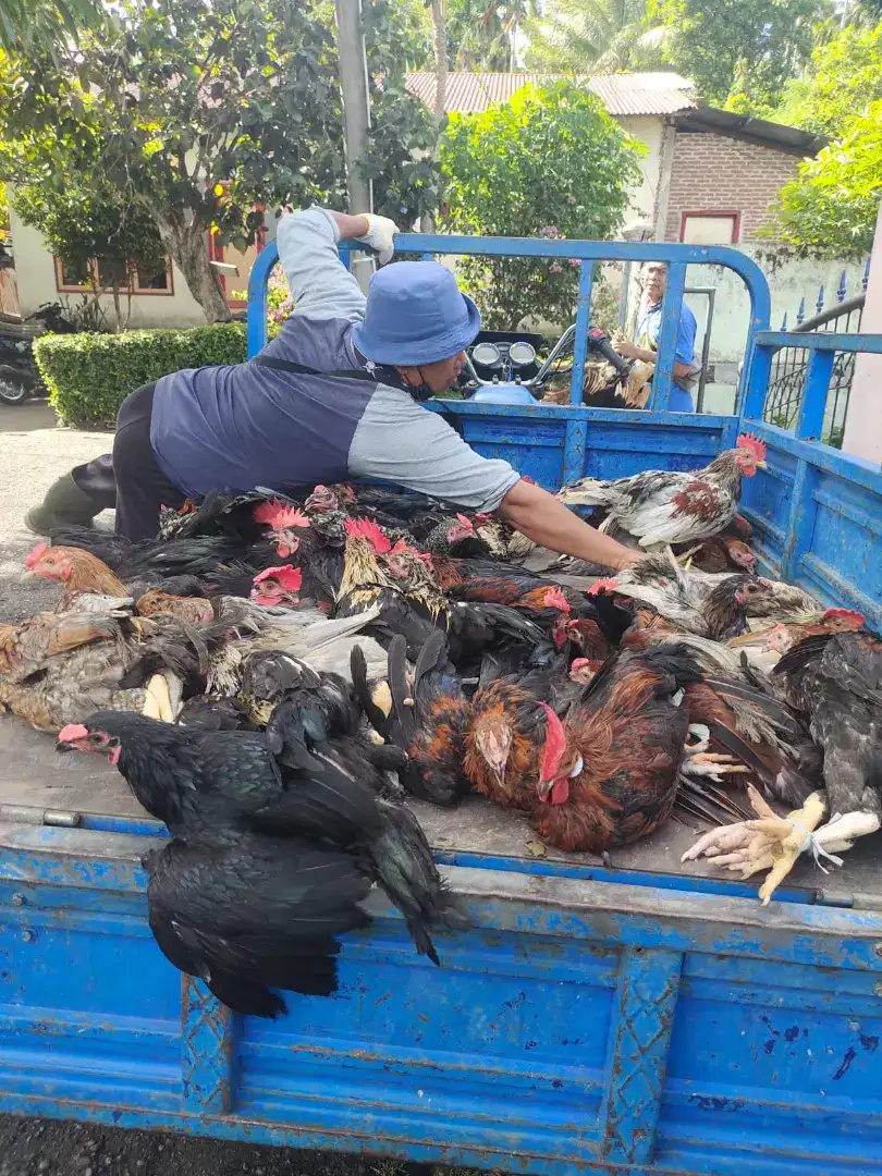 Ayam kampung siap panen