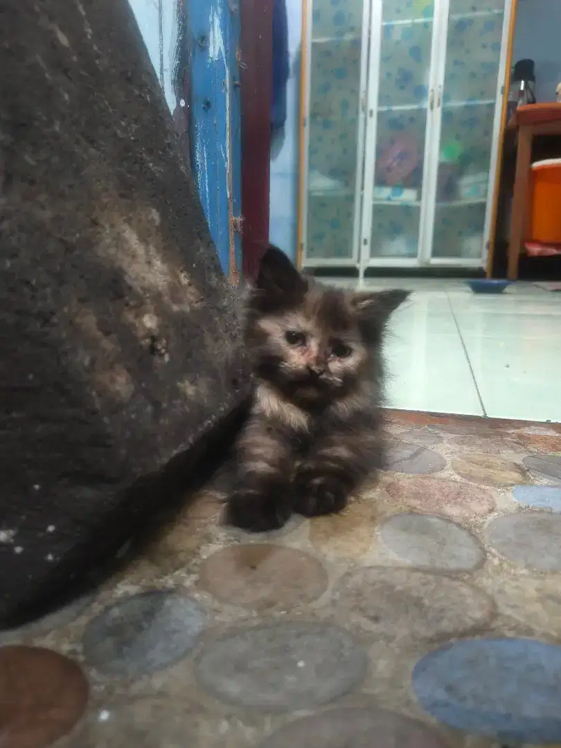 Kucing Persia Betina