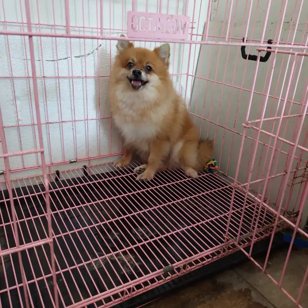 Penitipan Anjing Kecil