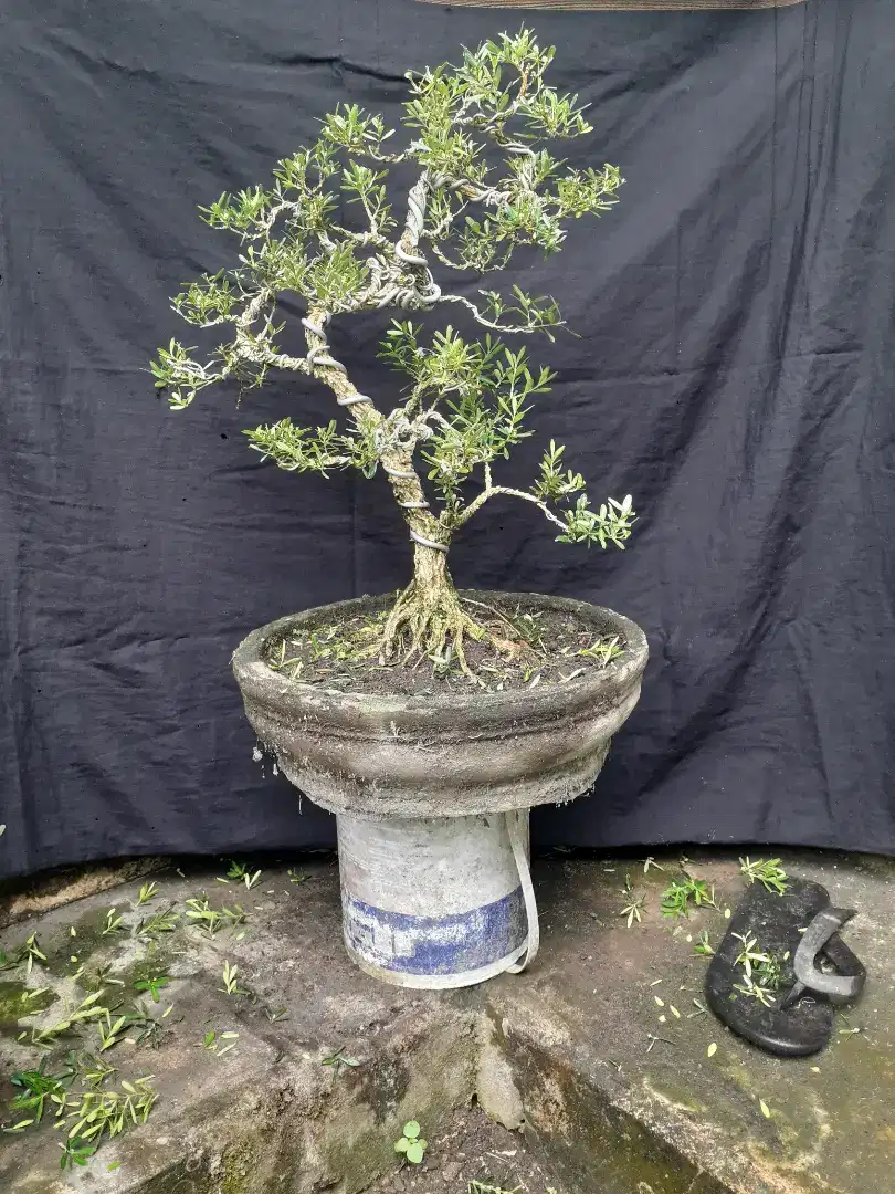 Borongan 2 bonsai boxus setengah jadi