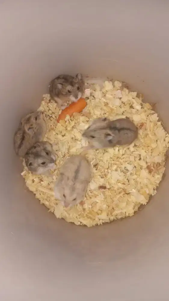 Hamster chambel polos