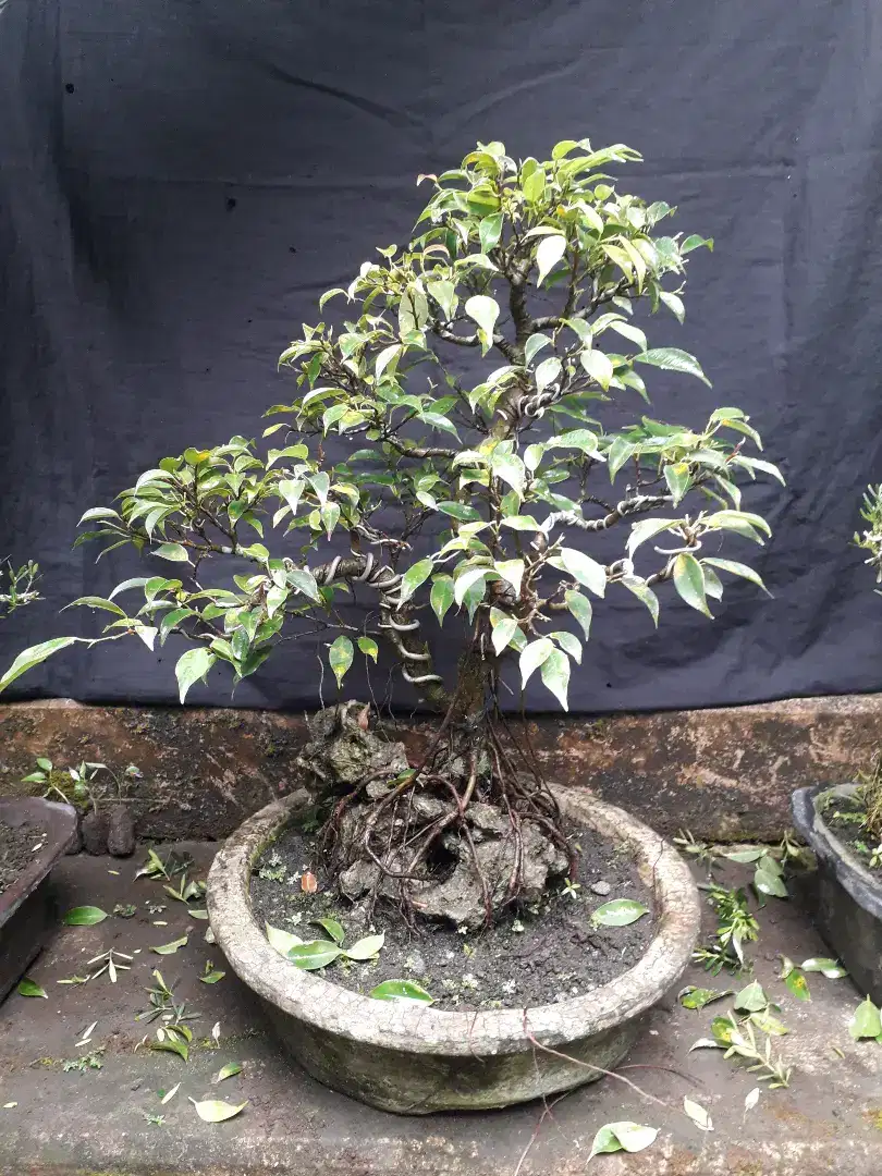 Bonsai bering8n arjuna siap pajang