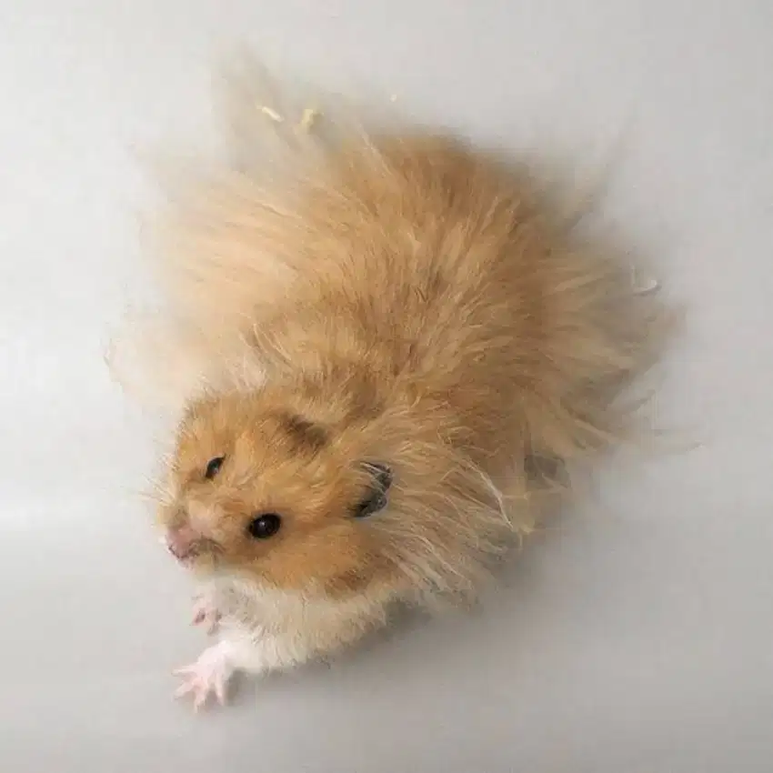 Hamster syrian longhair