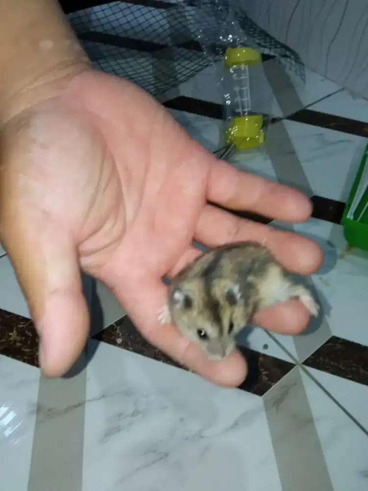 Hamster whinter tiger