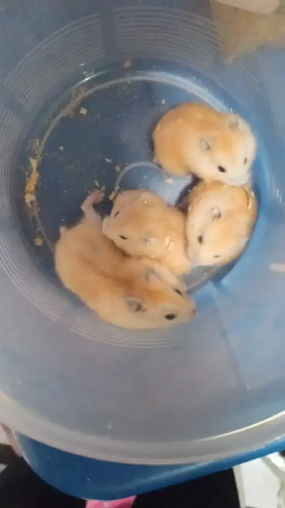 Hamster white golden
