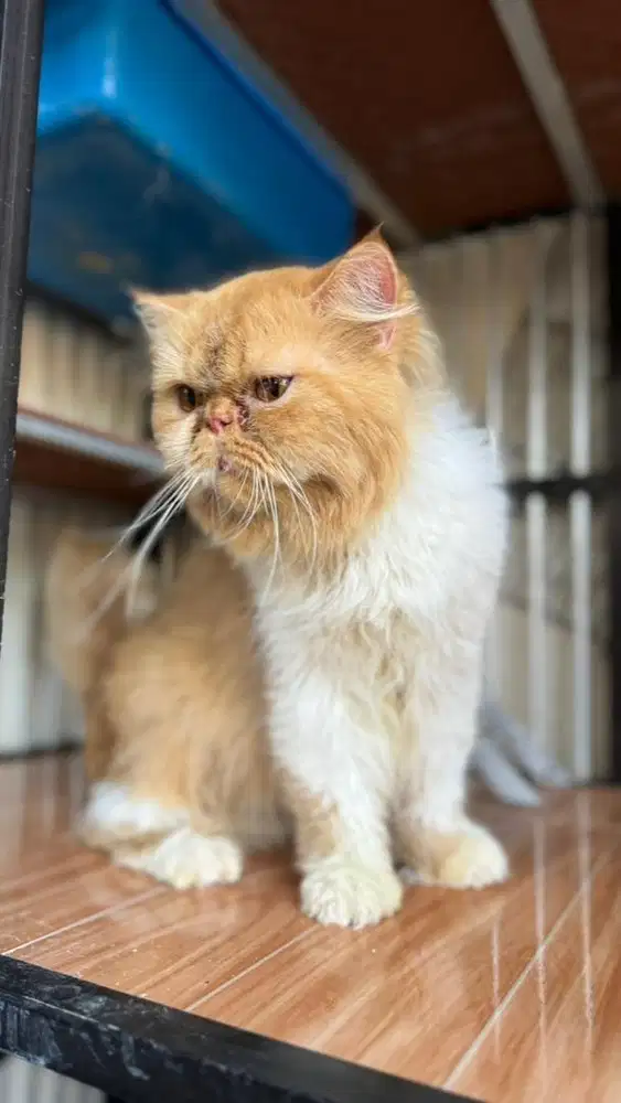 JUAL CEPAT PERSIA PEAKNOSE JANTAN JAGO KAWIN