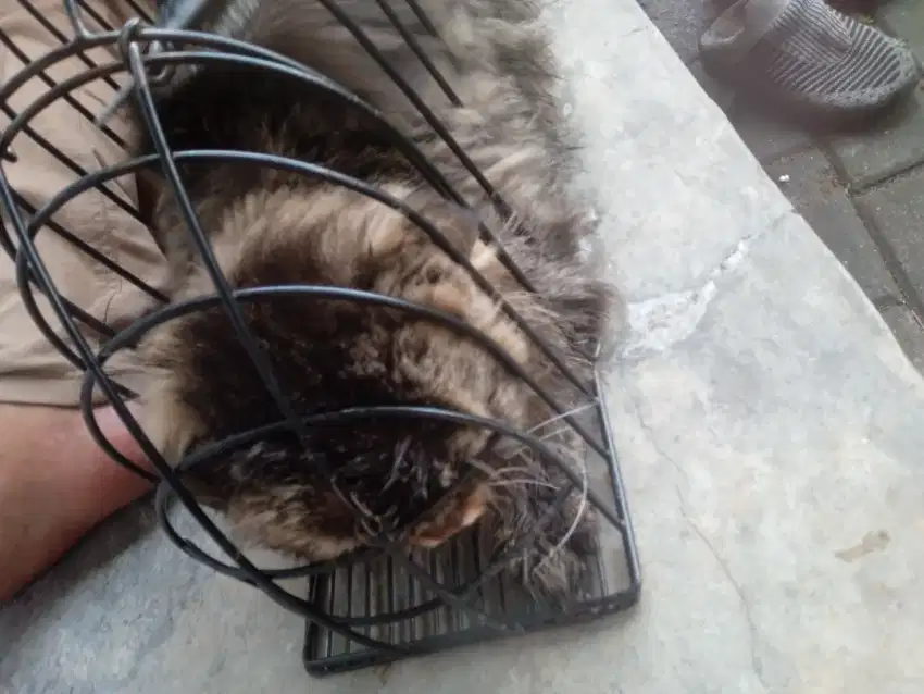 grooming kucing panggilan