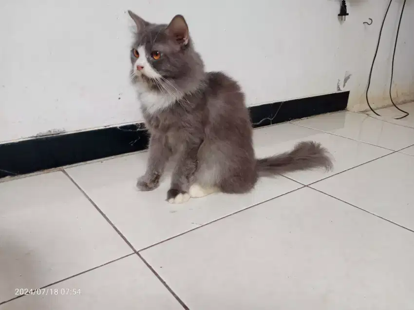 Kucing Persia Jantan 8bln, Vaksin Gimbul Long hair, sehat Lucu imut