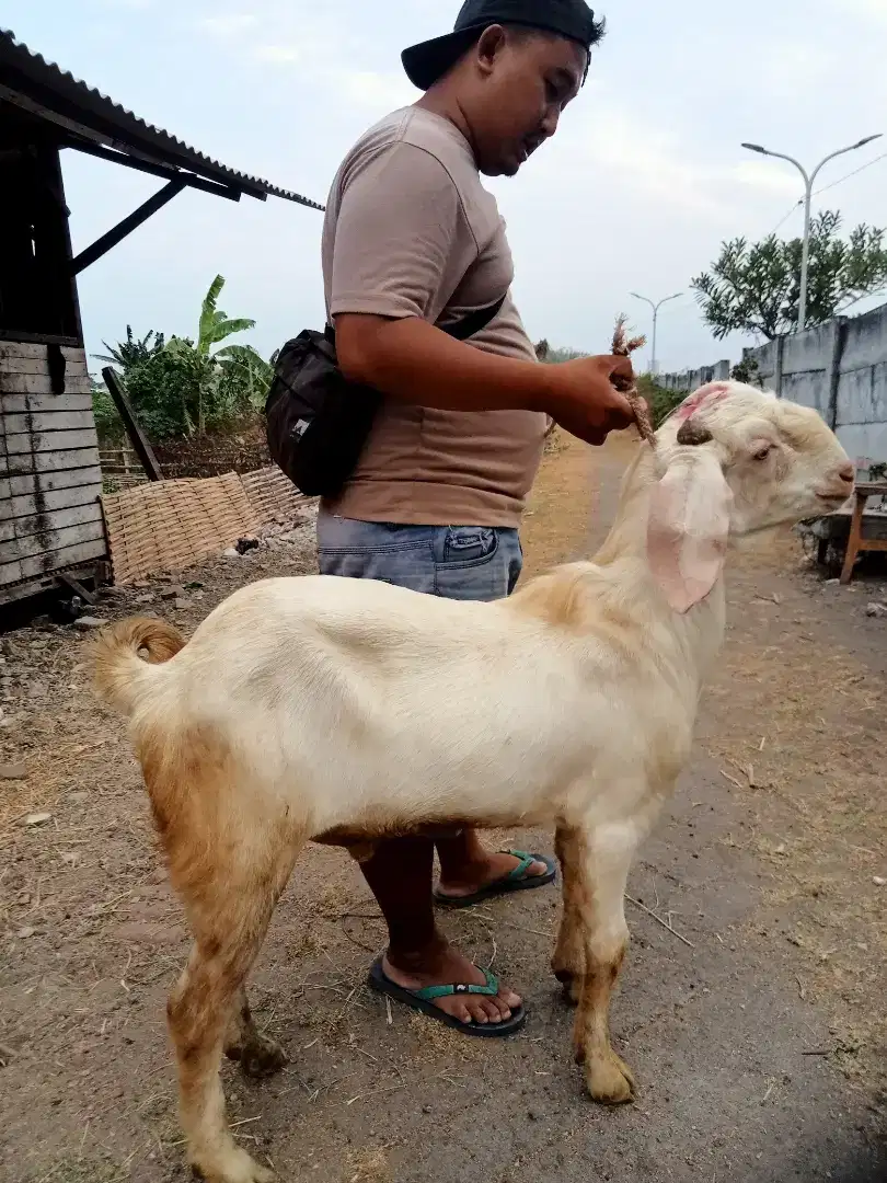 Kambing aqiqah. Murah