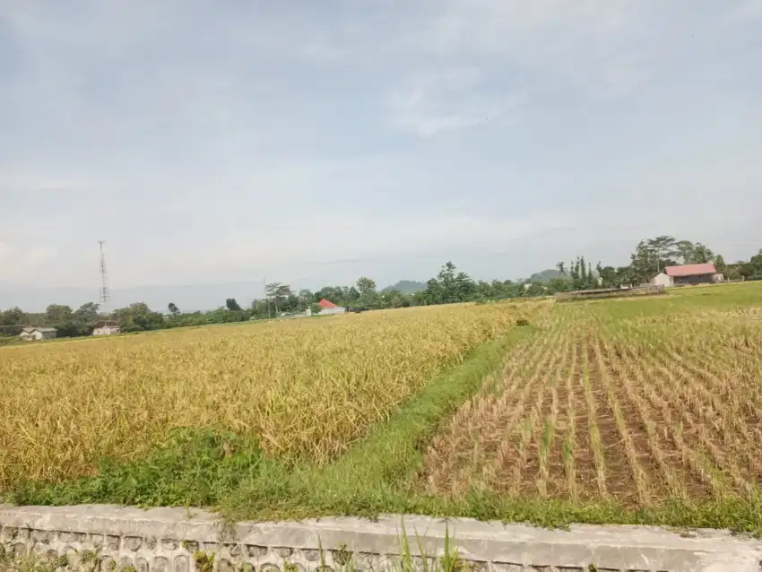 Jual tanah sawah 500 ru tepi jalan, dekat RS Aulia