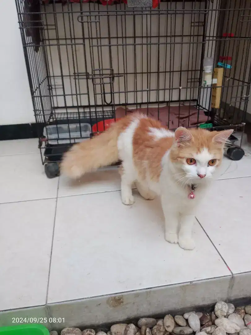 Kucing Persia Jantan umur 8bln, Sehat Lucu imut
