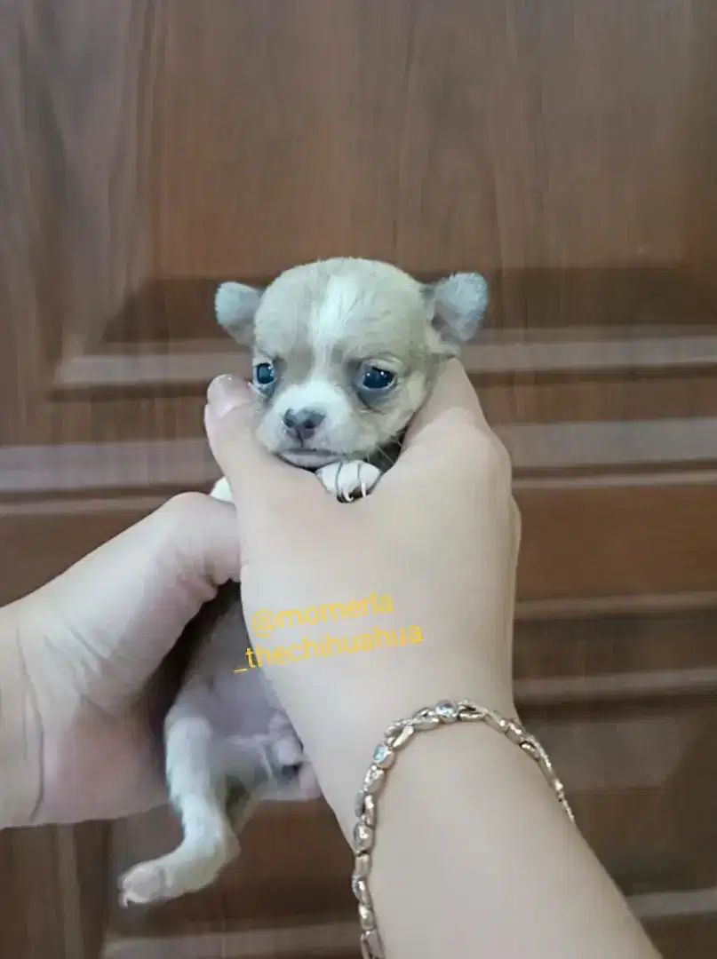 Chihuahua stb super mungil