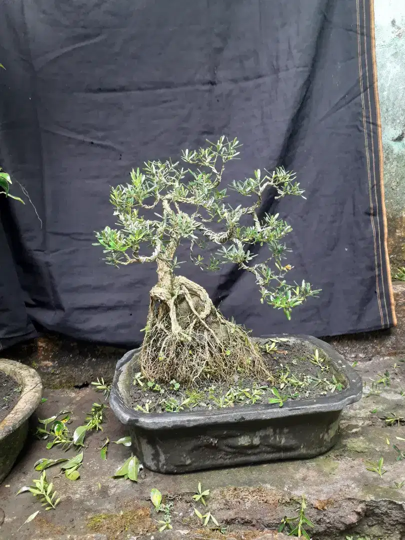 Bonsai boxus on the rock ukuran small