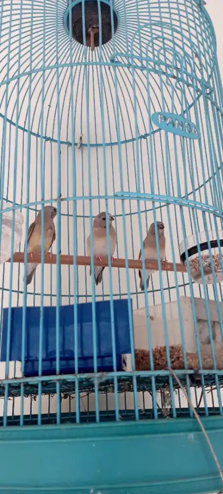 Burung gould amadine hijau lokal paud moulting