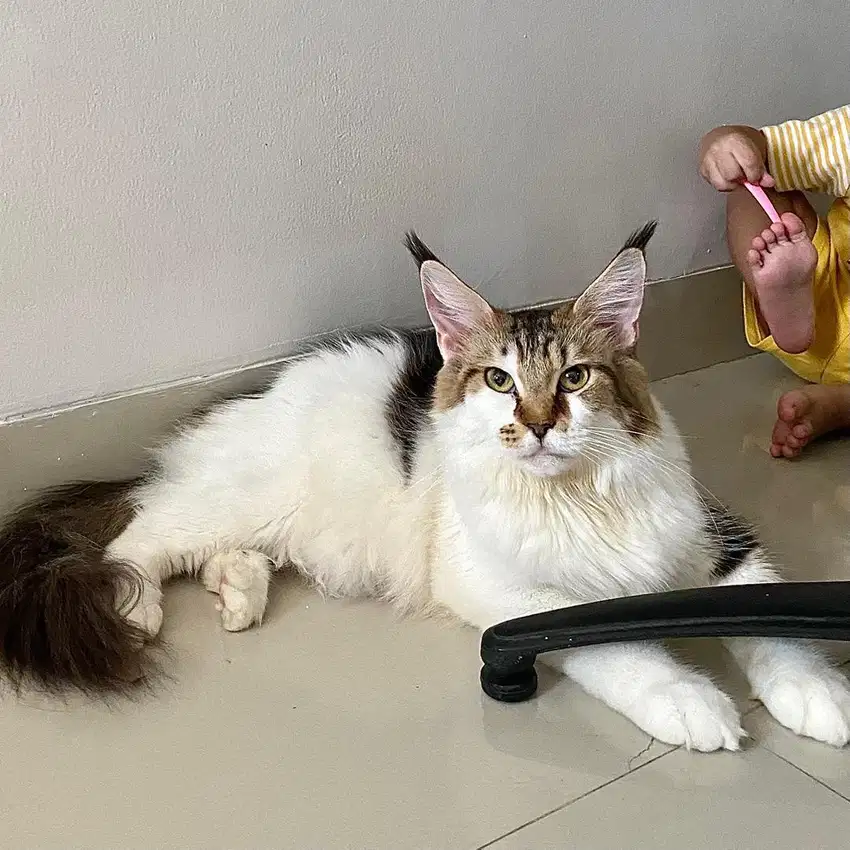 Jual Mainecoon Betina Gembul PED CFA