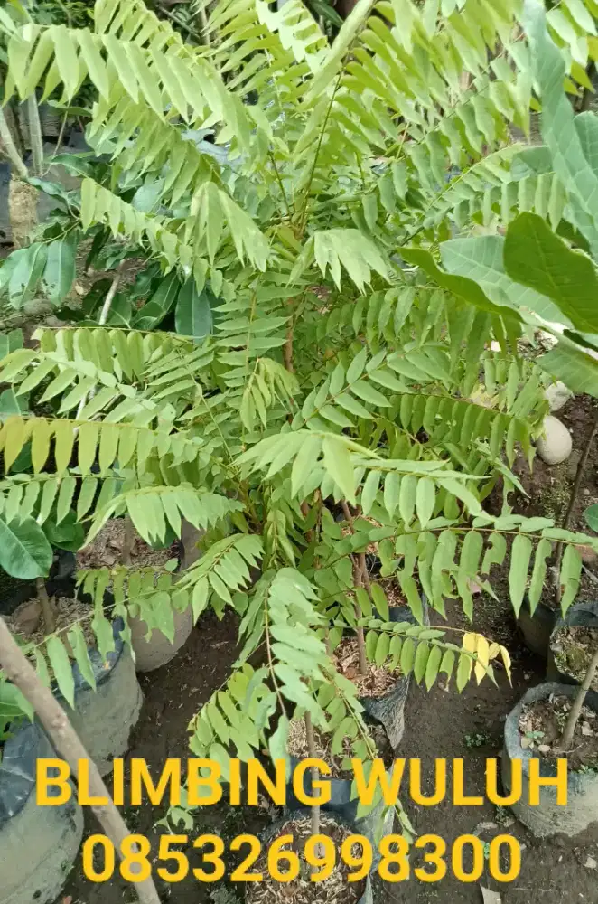 Tanaman buah BLIMBING WULUH