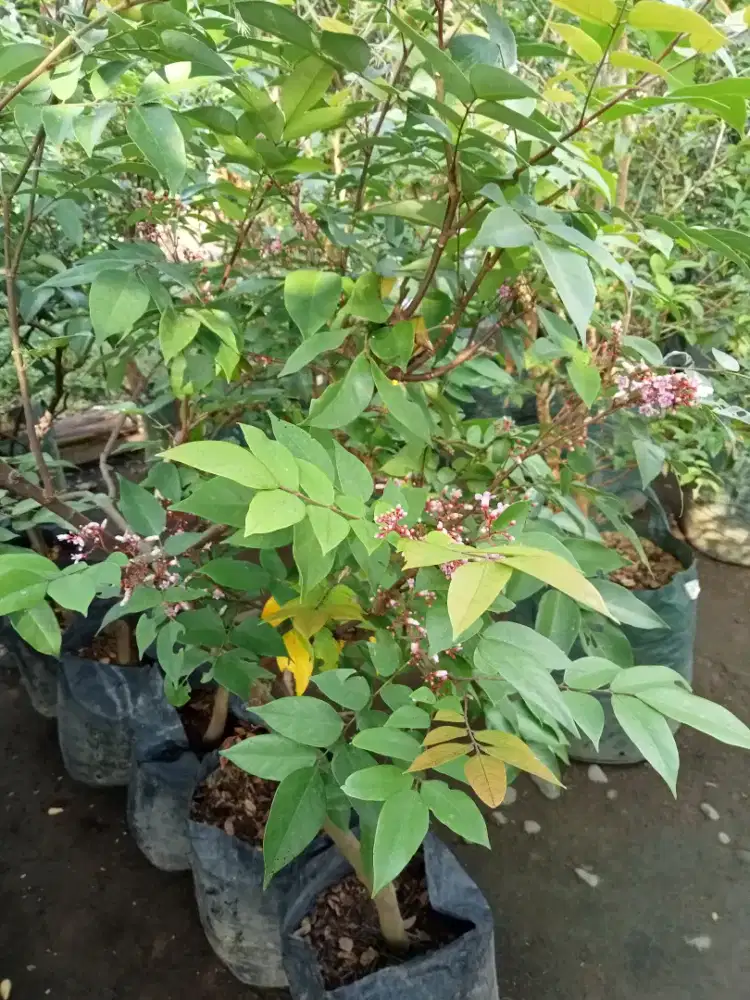 Jual tanaman buah BLIMBING DEWI, MADU