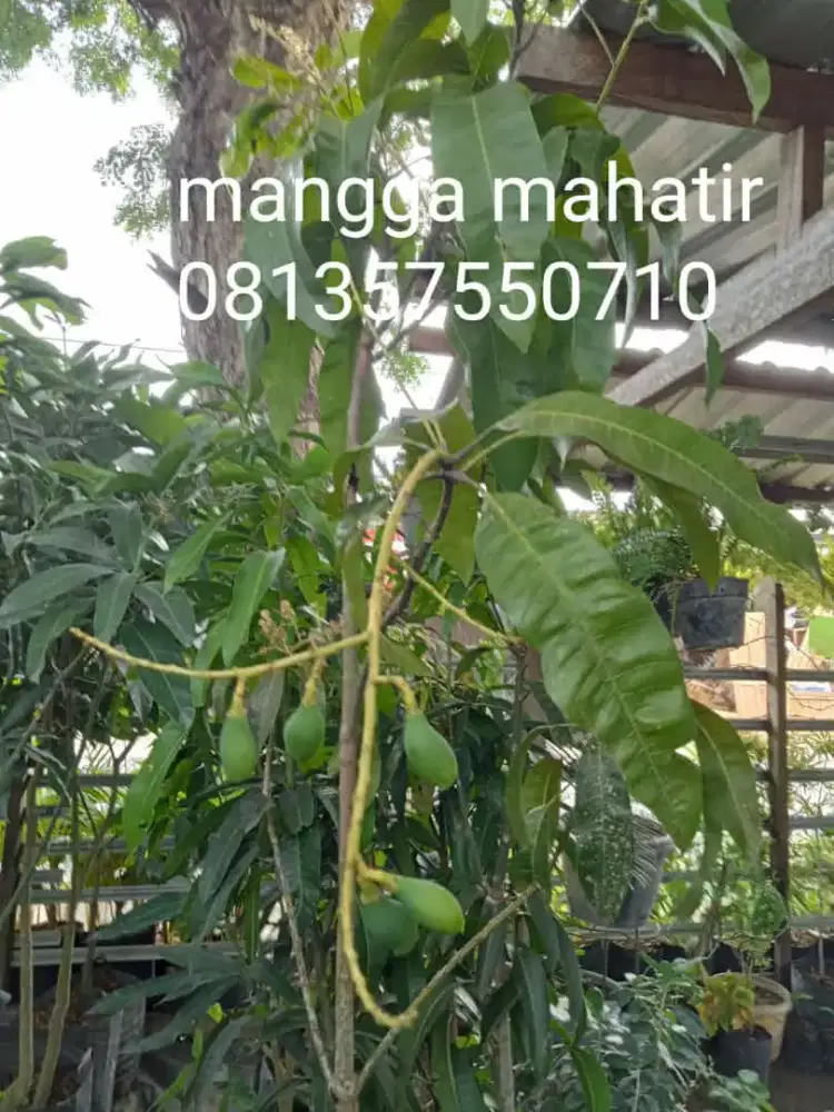 Pohon Mangga MAHATIR, KIOJEY,MADU, ARUM MANIS, IRWIN, DLL