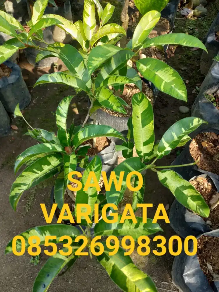 Jual bibit pohon SAWO JUMBO, MENTIMUN,VARIGATA,ALANO