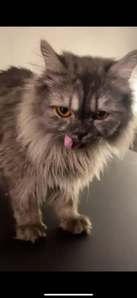 KUCING NORWAY PERSIAN JANTAN