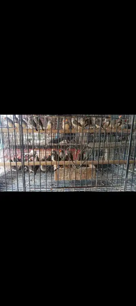 Jual burung fensy sebra