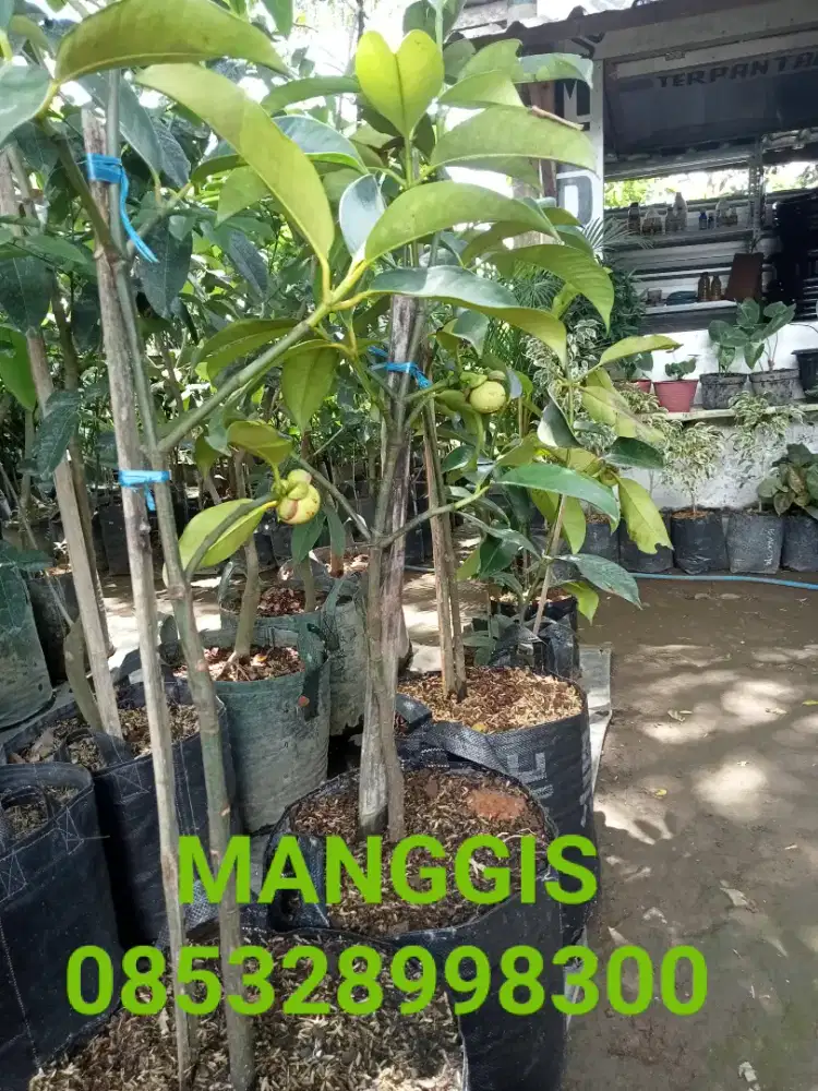 Tanaman buah MANGGIS