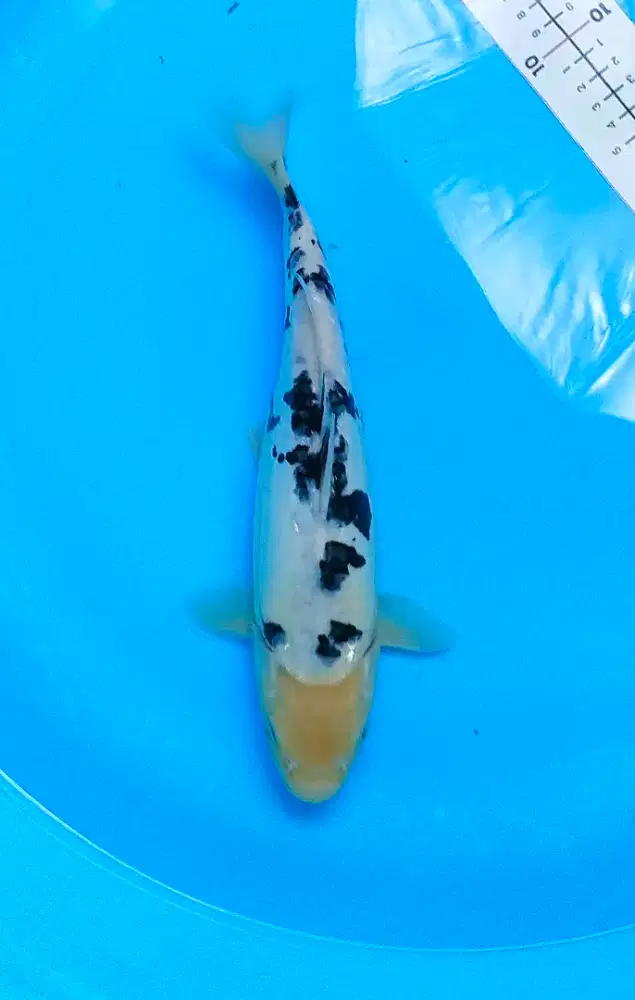 Ikan koi blitar kualitas shiro bekko doitsu original 31cm