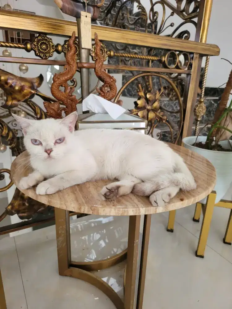 Kucing British Short Hair Betina