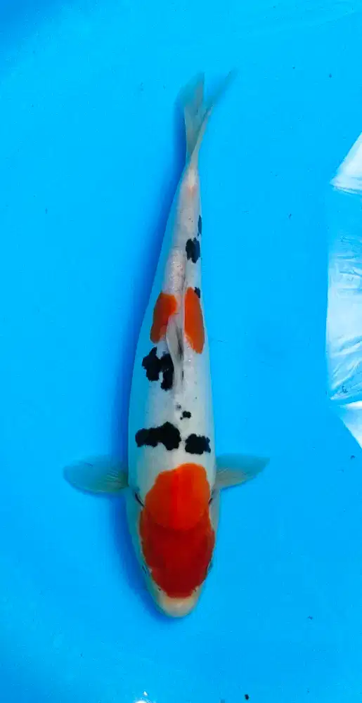 Ikan koi blitar kualitas sanke doitsu grade A 32cm ori