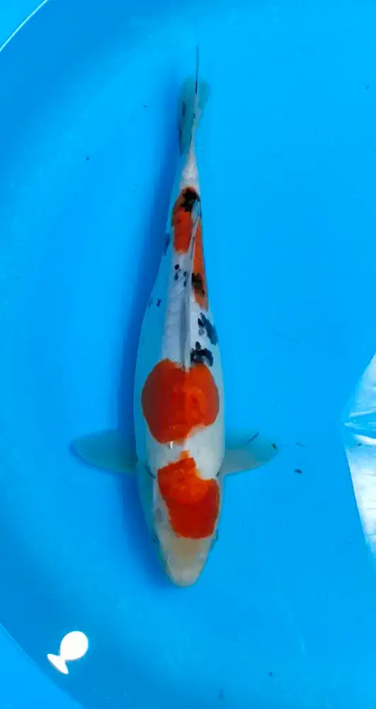 Ikan koi blitar kualitas Sanke doitsu 32cm grade A murmer