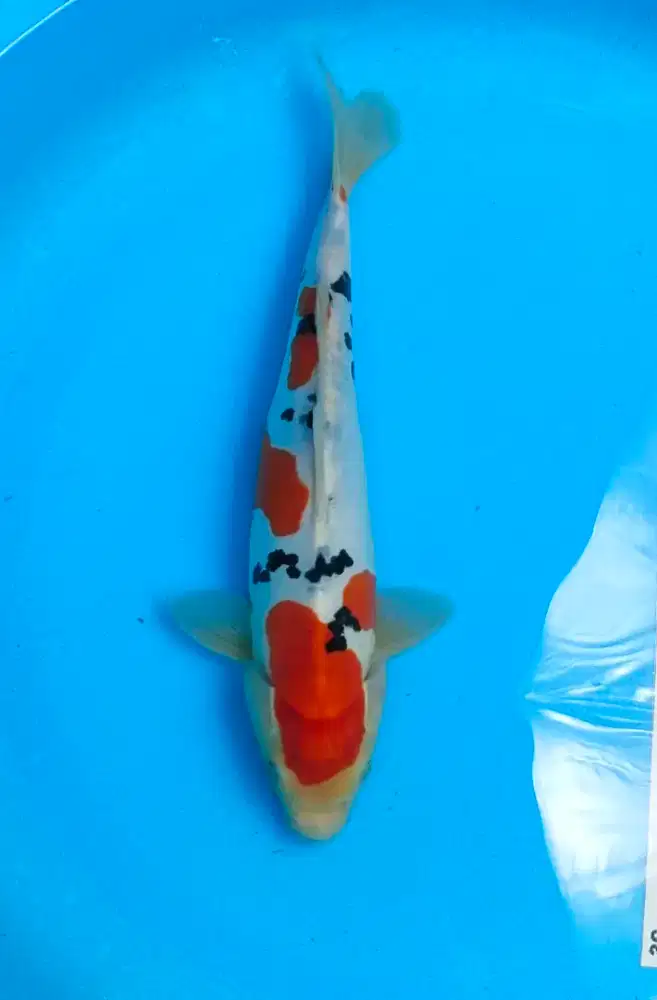 Ikan koi blitar kualitas sanke doitsu grade A 32cm mantap