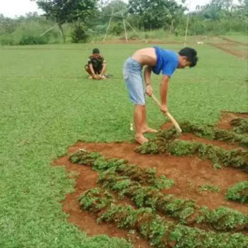 Rumput Gajah Mini per1 mtr