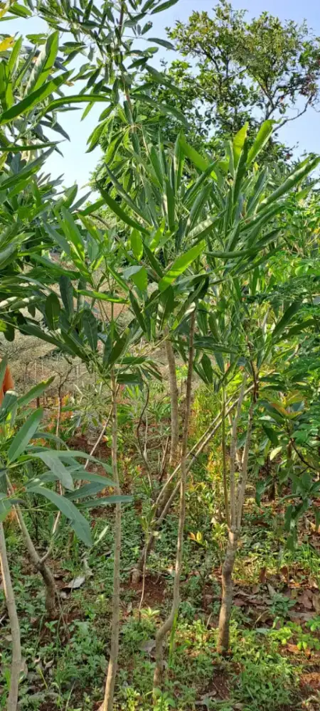 Pohon Tabebuya bunga kuning