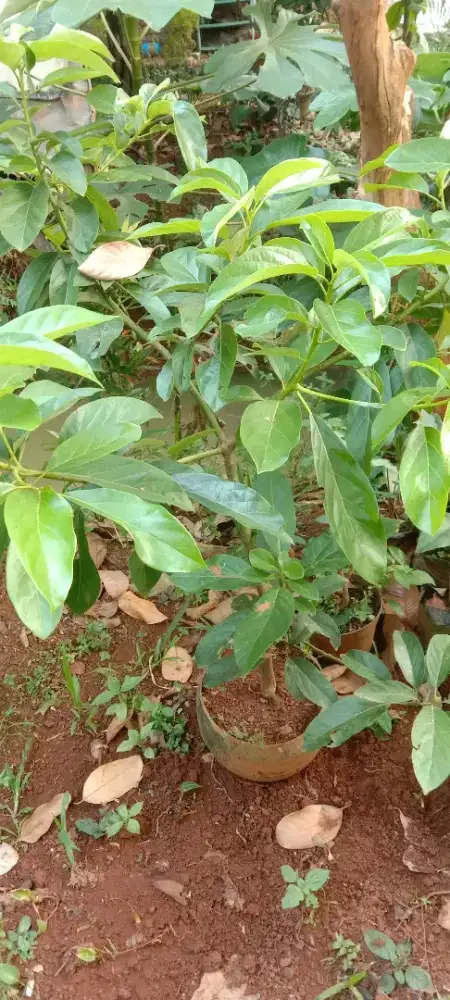 Pohon Alpukat Siap berbuah