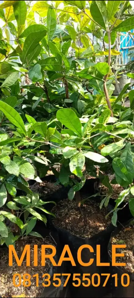 Jual bibit pohon ajaib MIRACLE
