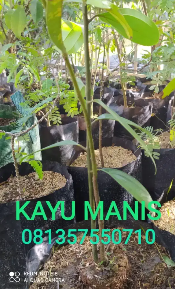 Bibit tanaman KAYU MANIS