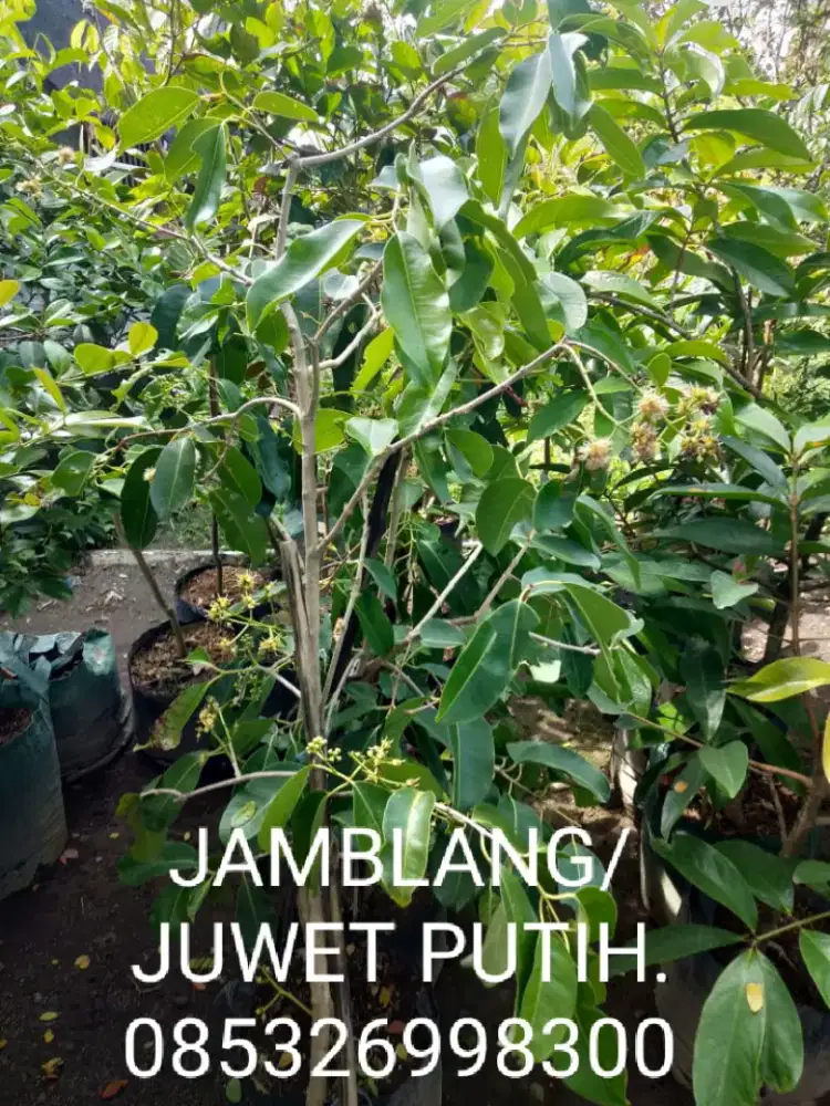 Tanaman buah JAMBLANG / JUWET PUTIH