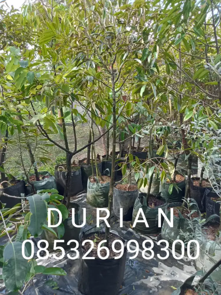 Pohon DURIAN MONTONG, BAWOR, MUSANKING, OCE, PETRUK