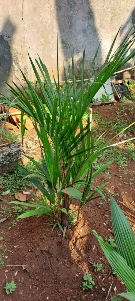 Pohon Palem Merah