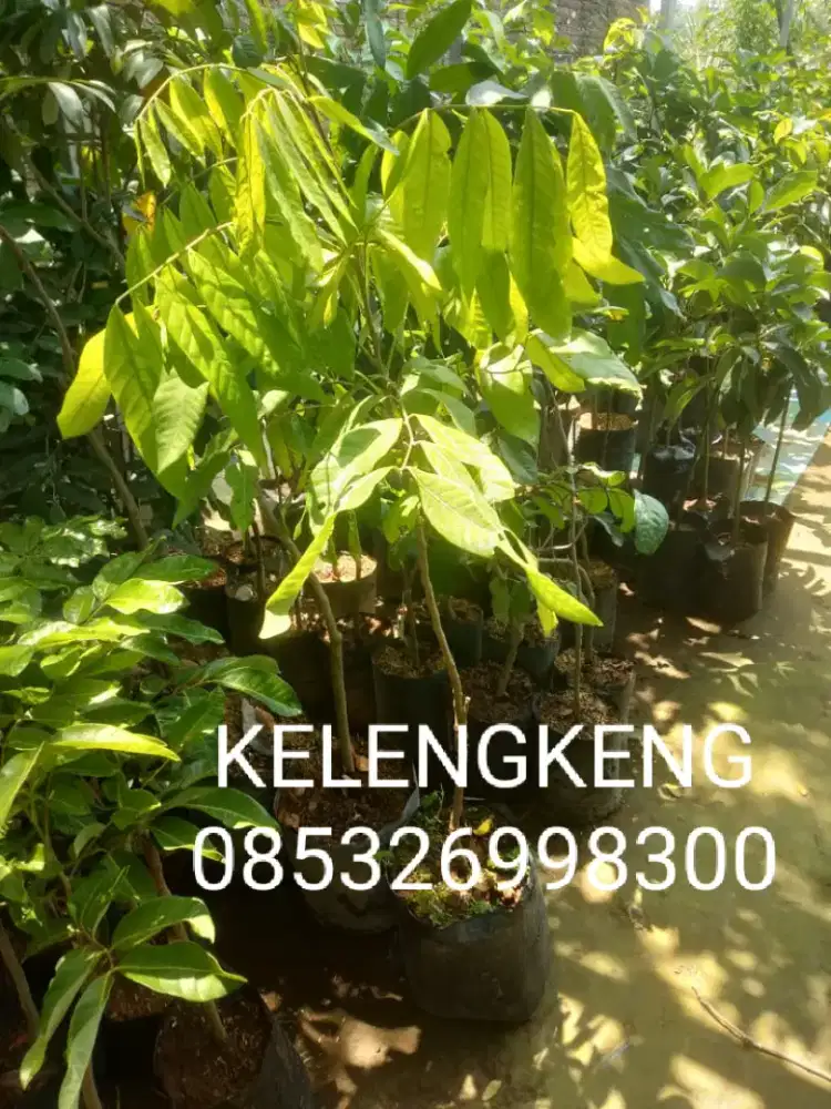 Pohon KELENGKENG MATALADA, ITOH, NEW KRISTAL, KELENGKENG MERAH