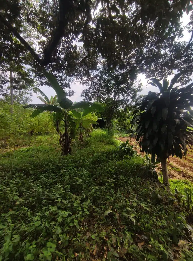 Tanah Kebun Di Cijeruk Bogor