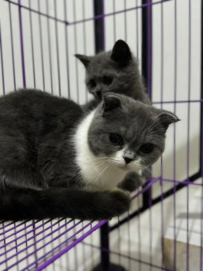 Kitten scottish fold 5 bulan