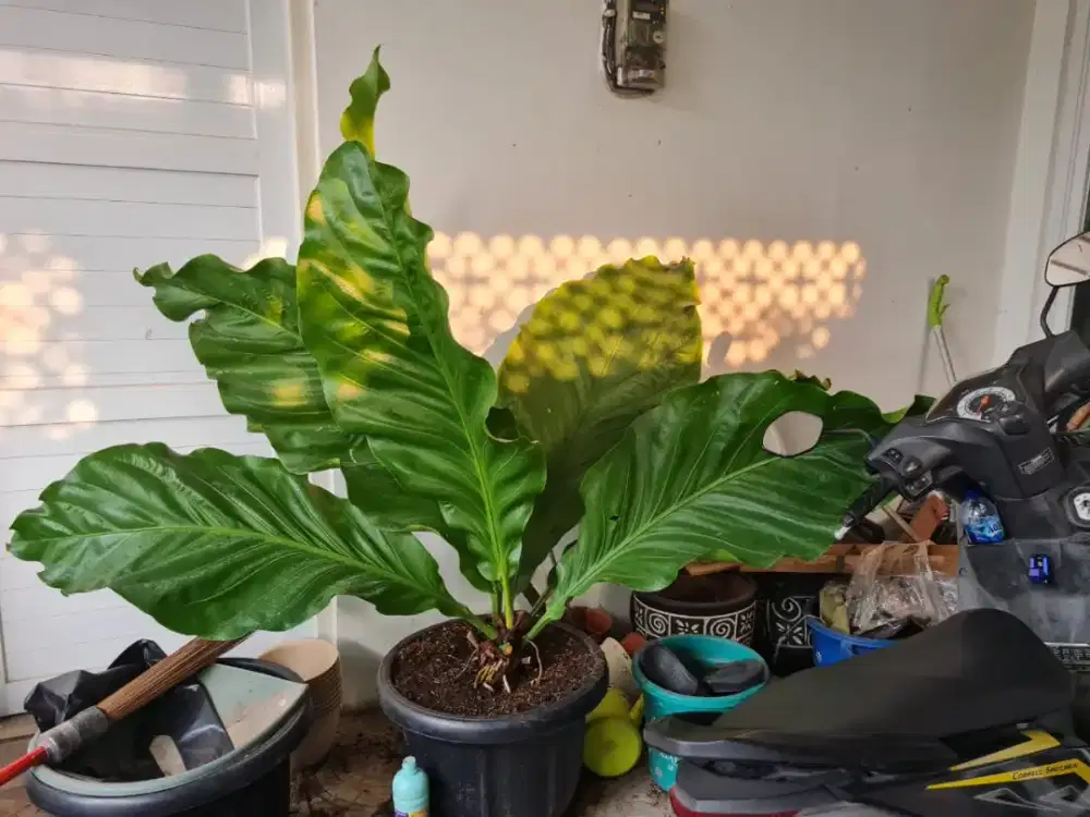 Gelombang cinta giant